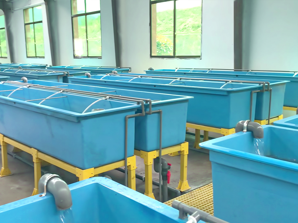 貴州三穗- 淡水魚(yú)類(lèi) - 淡水