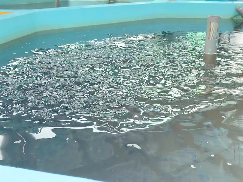 貴州三穗- 淡水魚(yú)類(lèi) - 淡水