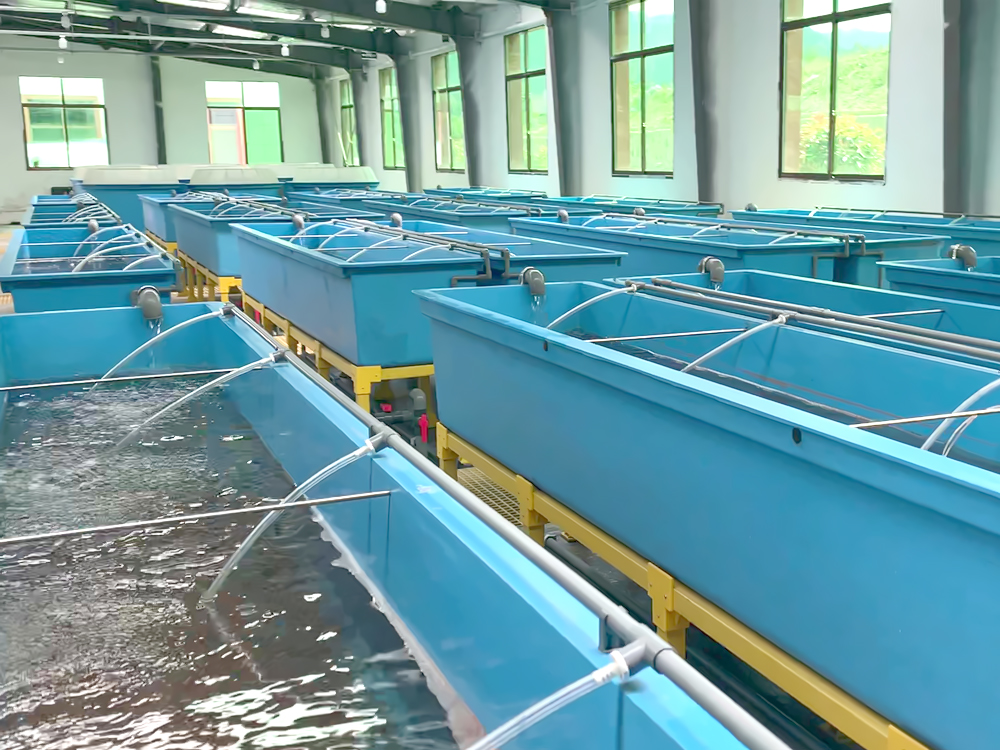 貴州三穗- 淡水魚(yú)類(lèi) - 淡水