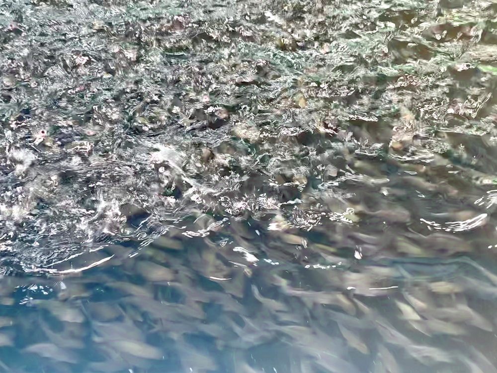 貴州三穗- 淡水魚(yú)類(lèi) - 淡水